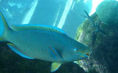 [ Parrot fish ]