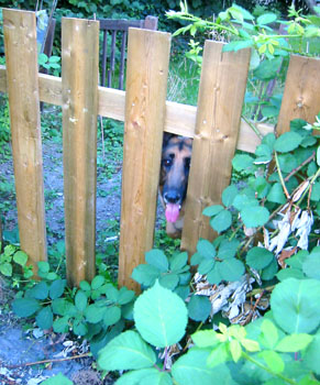 [ Luigi behind the fence ]