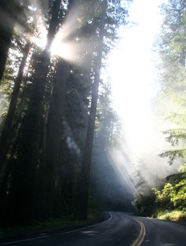[ Fog through the trees ]