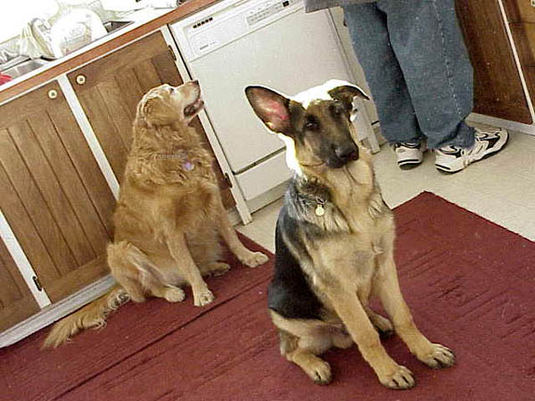 [ The dogs ]