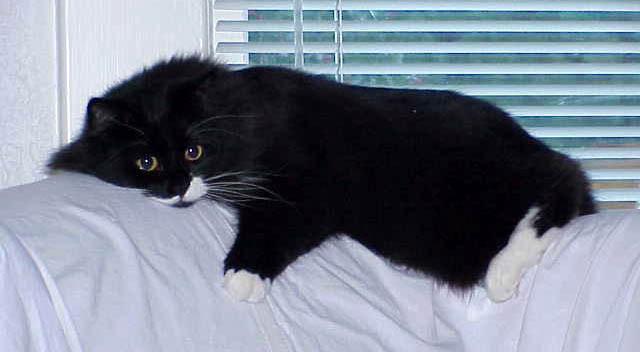 [ Portia the cat ]