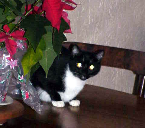 [ Sylvester the cat ]