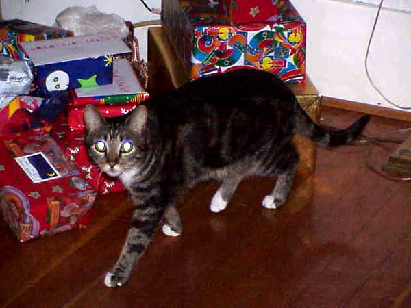 [ Wilbur the cat ]