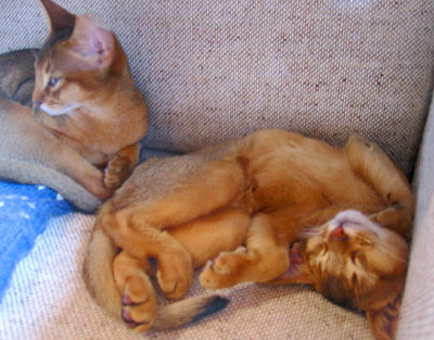 [ Snoozing kittens ]