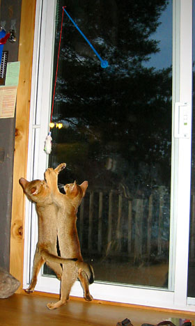 [ Jumping kittens ]