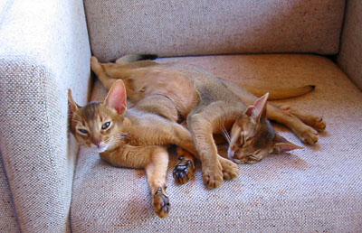 [ More snoozing kittens ]