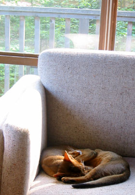 [ Kittens in their favourite chair ]