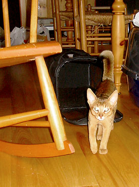 [ Elliott with big tail ]