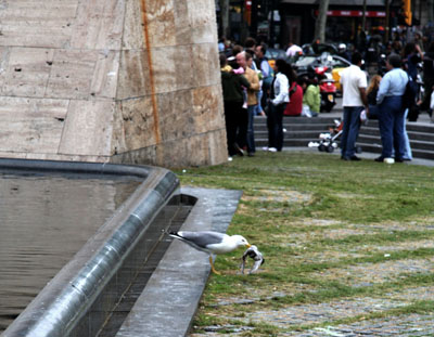 [ Seagull eating a pigeon ]