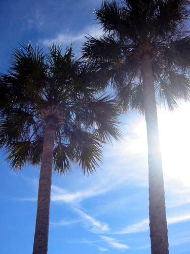 [ Nice trees ]