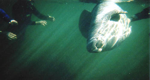 [ Swimming with a manatee ]
