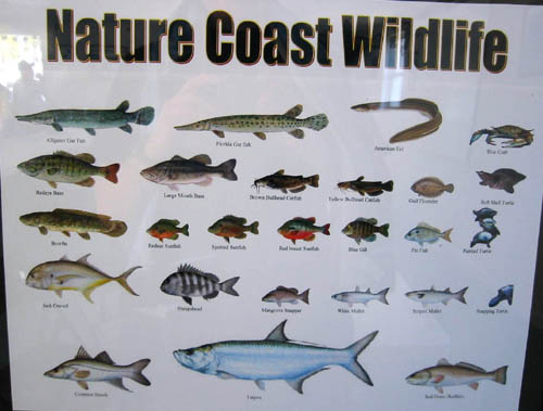 [ Wildlife poster ]
