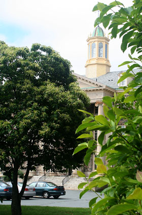 [ King's through the trees ]