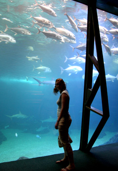 [ Main tank at Maui Ocean Center aquarium ]