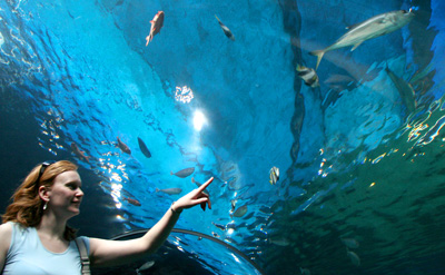 [ Underwater passage through aquarium ]