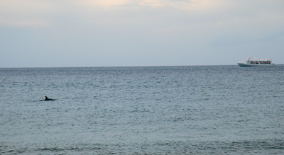 [ Dolfins off shore ]