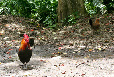 [ Feral chickens in Maui ]