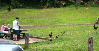 [ Tourists and chickens ]