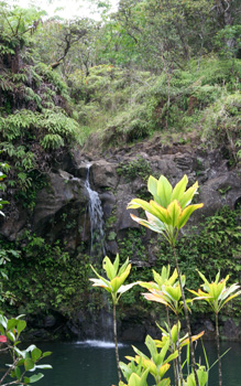 [ Picturesque waterfall in Maui ]