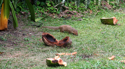 [ Mongoose ]