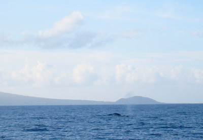 [ Whale mother and child ]
