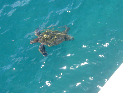 [ Green sea turtle ]