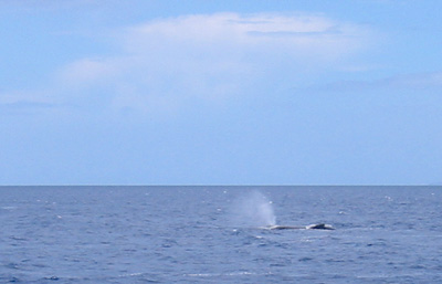 [ The whales again ]