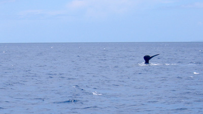 [ Humpback whale fluke ]