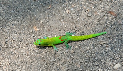 [ Bright gecko ]