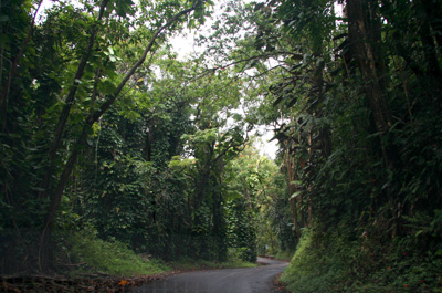 [ Scenic route on the Big Island ]