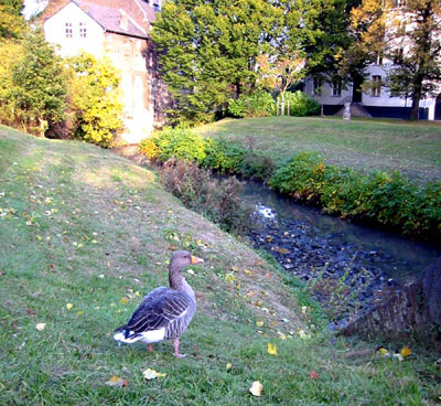 [ Goose ]
