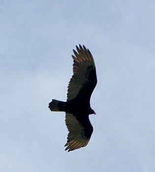 [ Vulture ]
