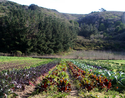 [ Inland farm crop ]