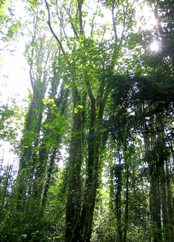 [ Trees in Fort Ward 

State Park ]