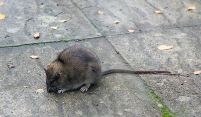 [ Rat on the patio ]