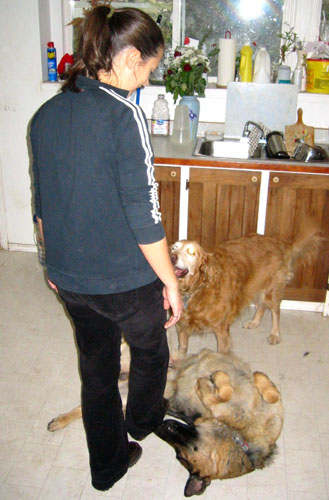 [ Dogs ]